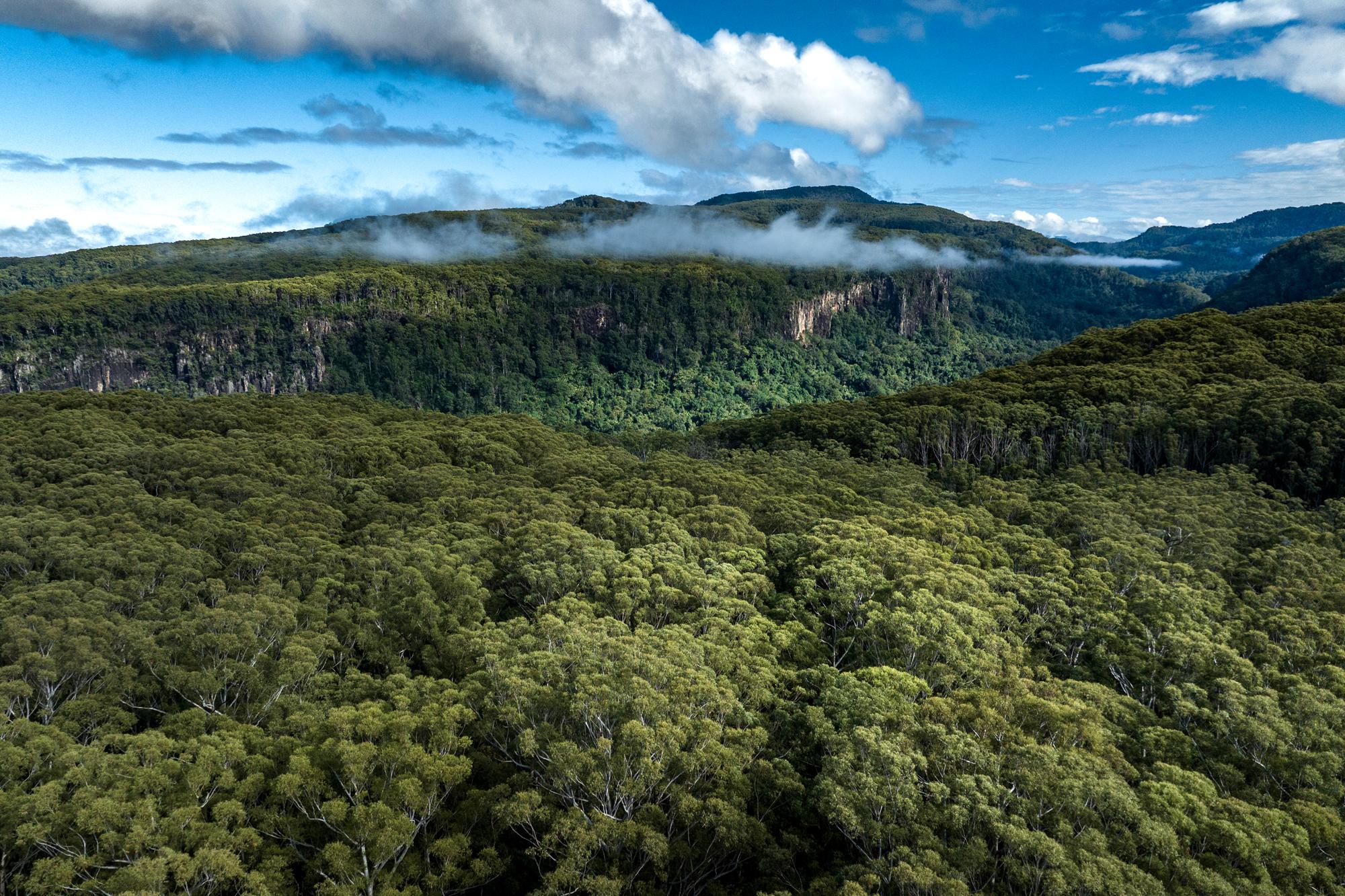 Goonengerry National Park © WWF-US/Franck Gazzola
