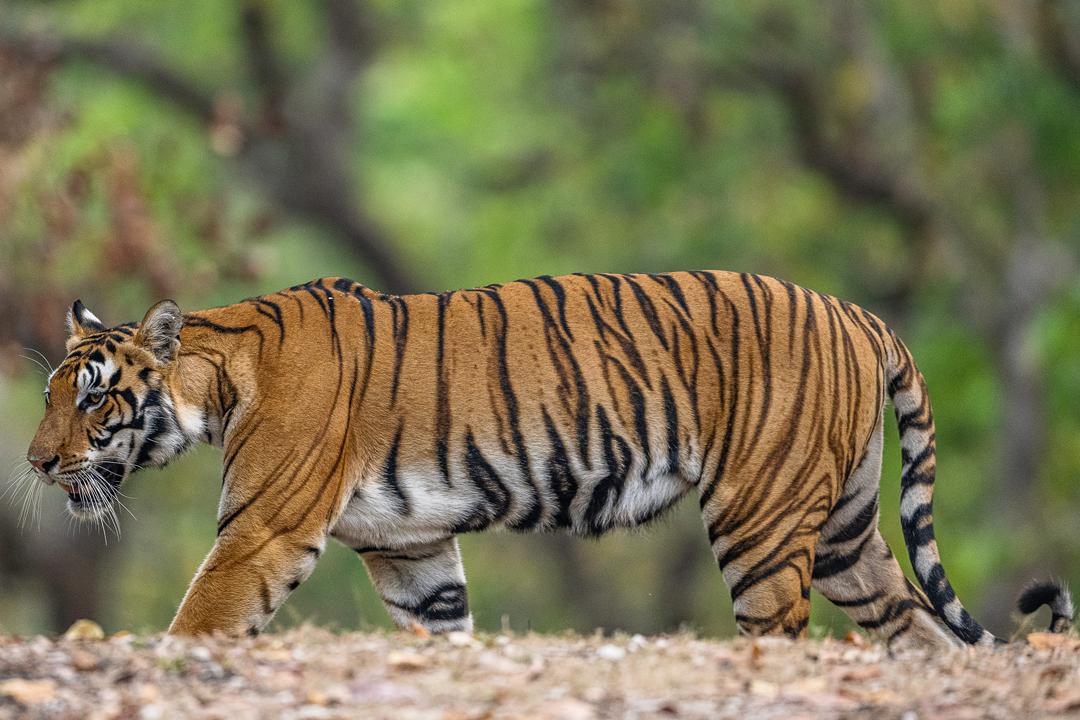 Tiger © WWF-Sweden/Ola Jennersten