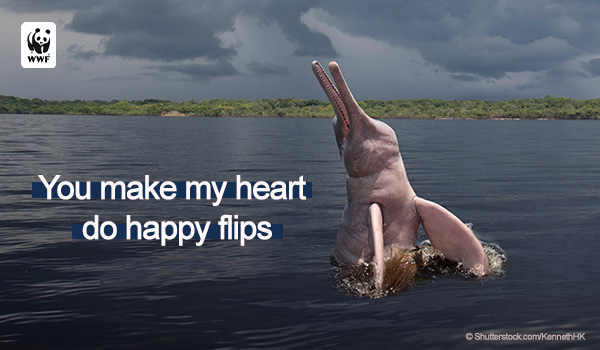 An Amazon river dolphin flipping - there is text that says 