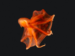 orange octopod against black background