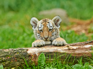 Tiger cub