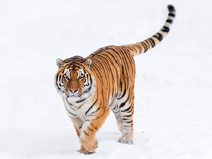Tiger in the snow