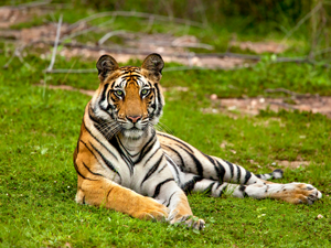 Tiger lying down