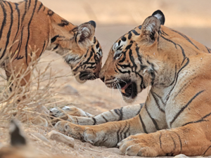 Tiger mother and cub