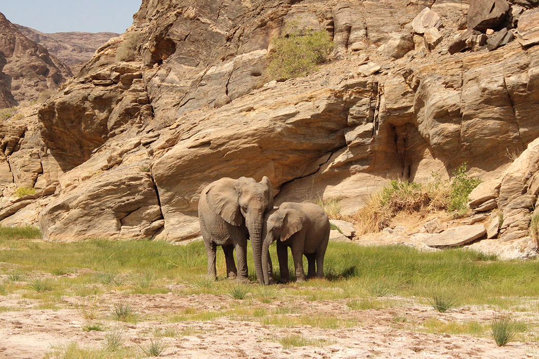 Elephant and calf