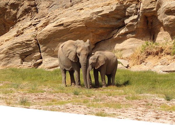 Elephant and calf