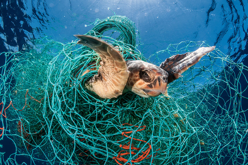Loggerhead turtle trapped in an abandoned drifting net