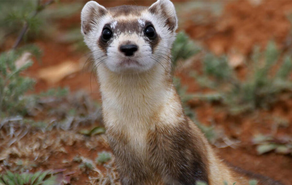 Black-footed ferret close-up