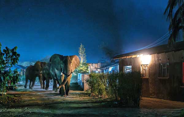 Male elephants forage for food in a village at night