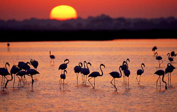 greater flamingos standing in a marsh at sunset