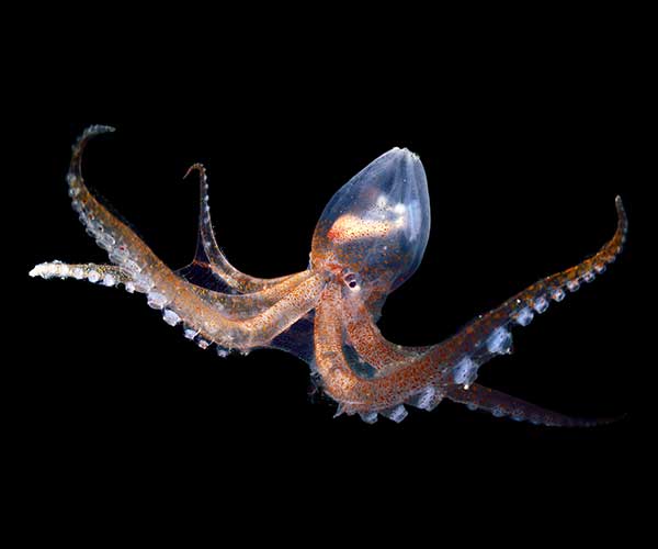 glass octopus with arms spread out