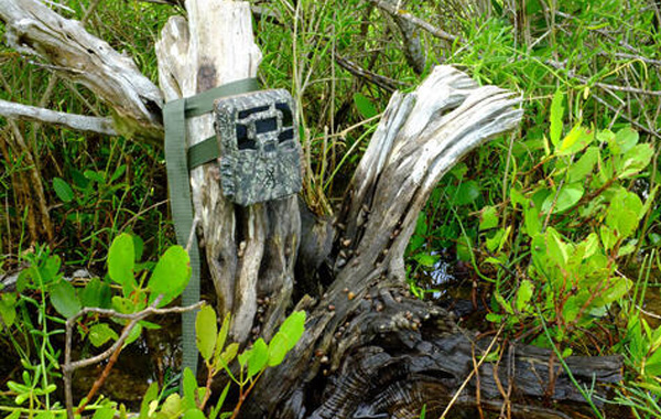 Camera trap tied to mangrove