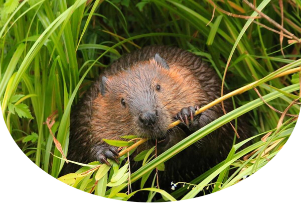 Beaver chewing on a stalk in a pile of grass
