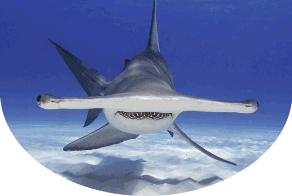 Great hammerhead shark facing the camera