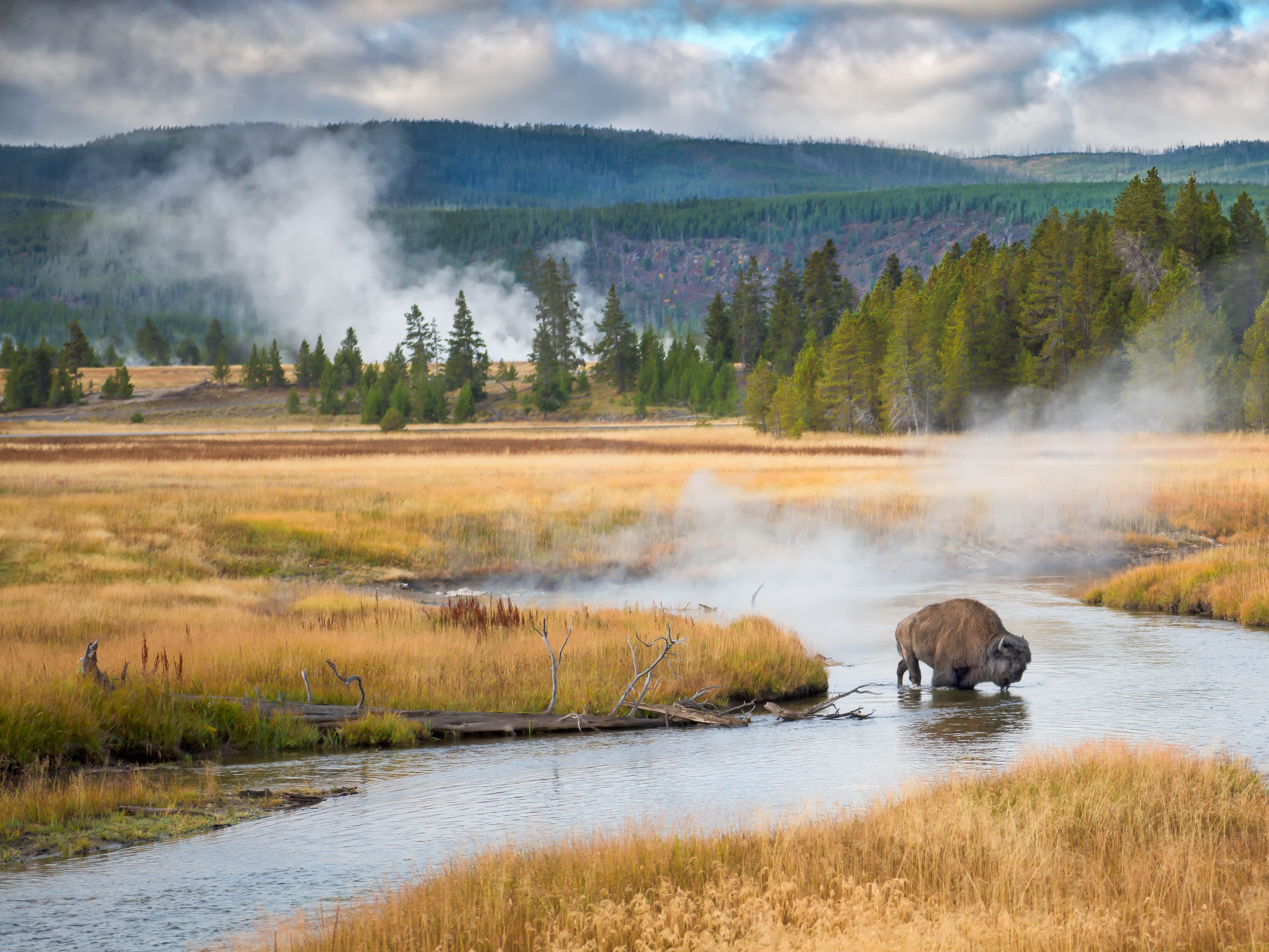 A bison drinking from a river in Yellowstone National Park with forested, mountainous landscape in the background