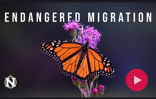 Monarch butterfly resting on a flower with the title Endangered Migration above it and a red video play button in the lower right corner