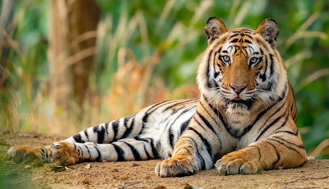Tiger lying on the ground