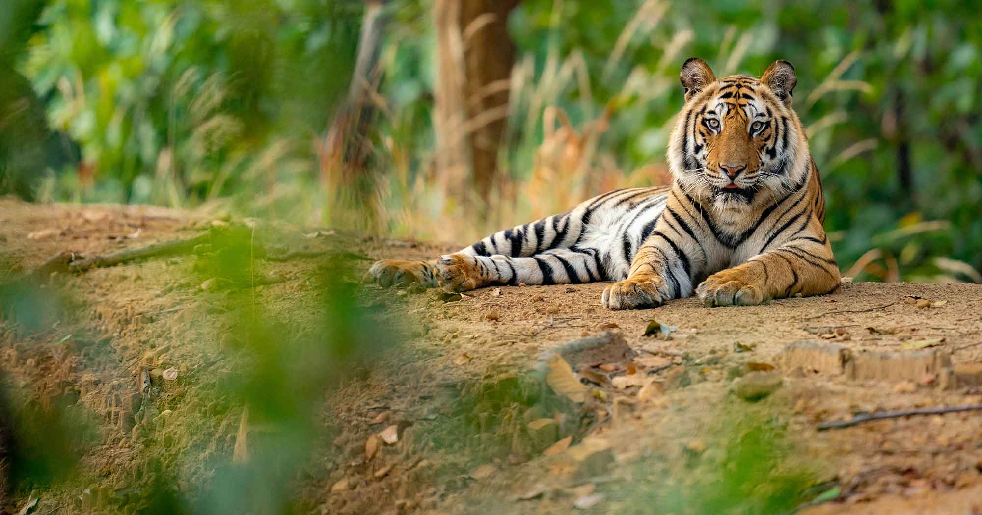 Tiger lying on the ground