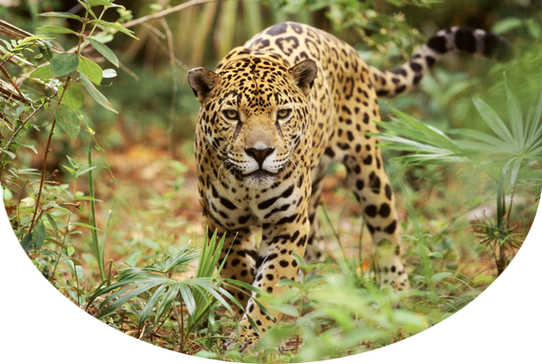 Jaguar walking through greenery