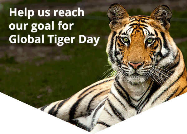 Tiger lying down, text reads 