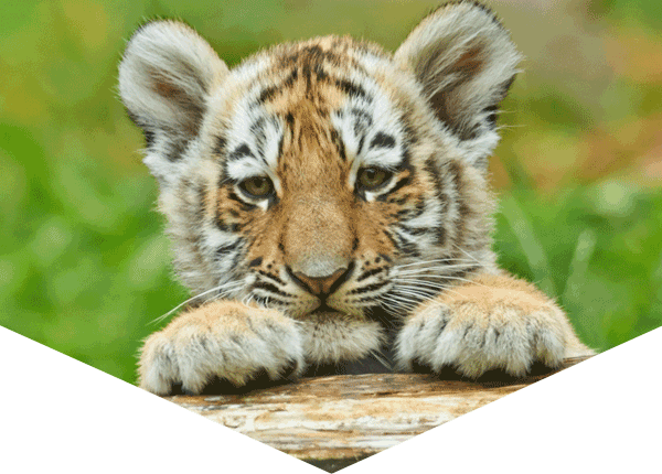 Tiger cub closeup