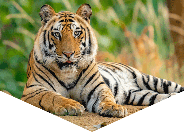 tiger lying down