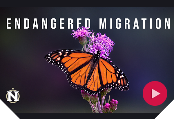 Monarch butterfly rests on a purple flower - text says 