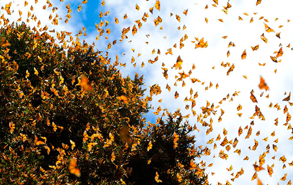 Thousands of monarch butterflies fly amongst the trees