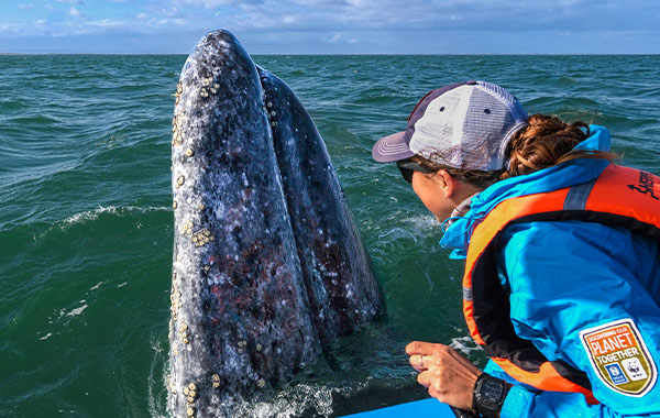Traveler greets gray whale as it breaches on the side of the boat