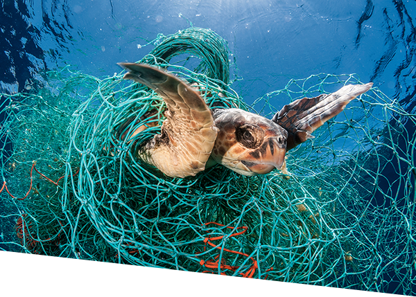 Loggerhead turtle caught in an abandoned net