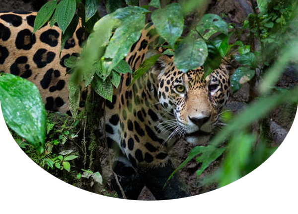 Jaguar looking through forest leaves, Yasuni National Park, Ecuador. Amazon Rainforest