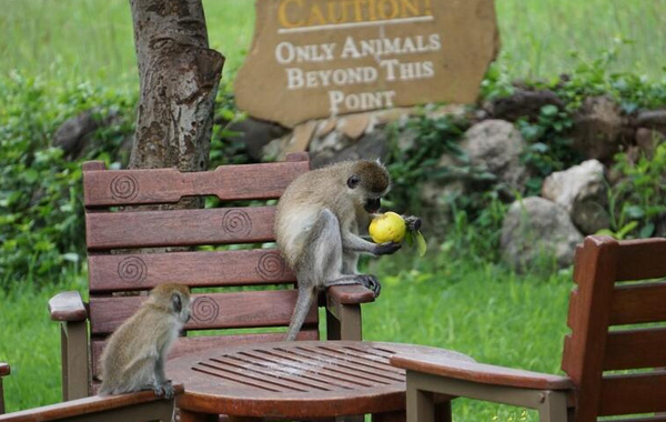 Monkeys eating fruit on tables and chairs