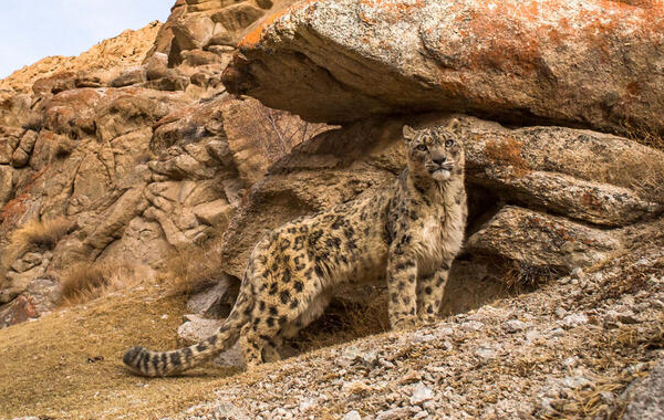 Snow leopard stands in front of rock formation