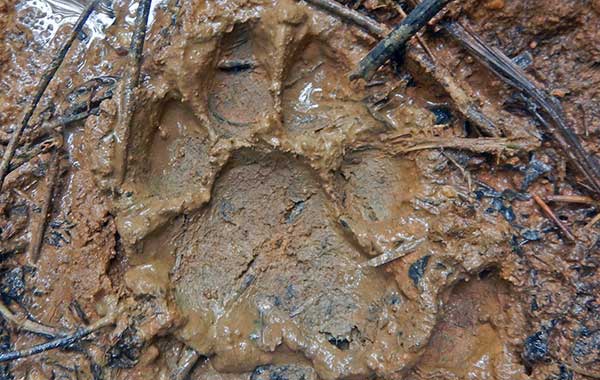 muddy footprint with four toes