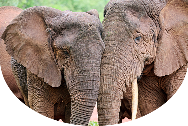 Two african elephants