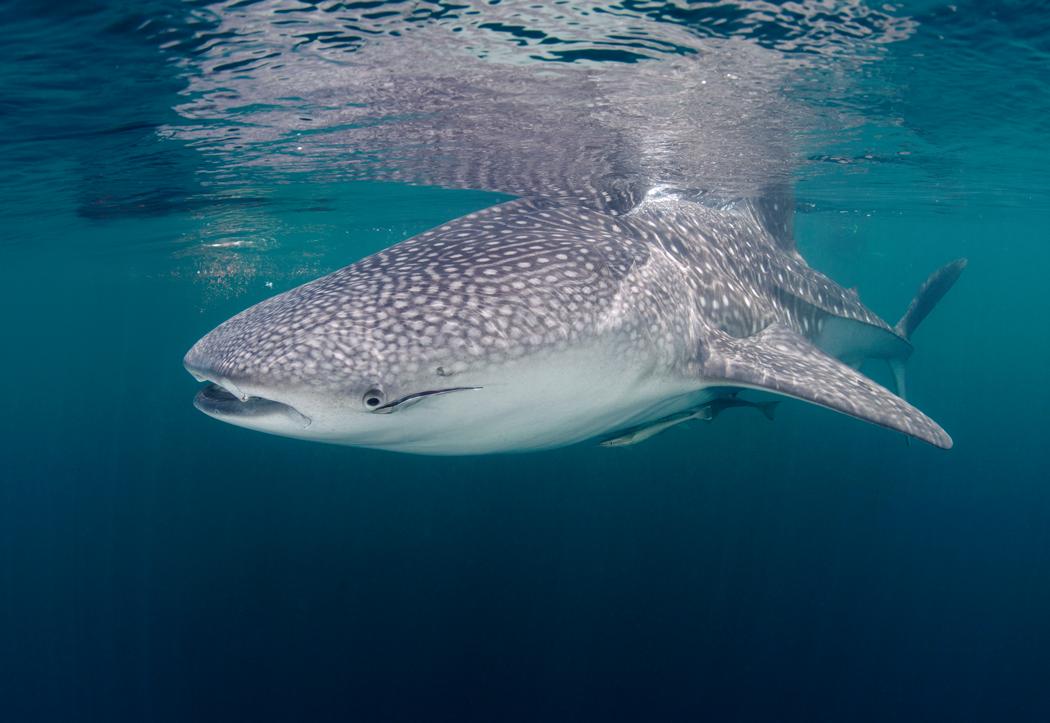 Whale shark