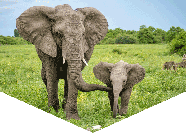 Elephant mother and calf