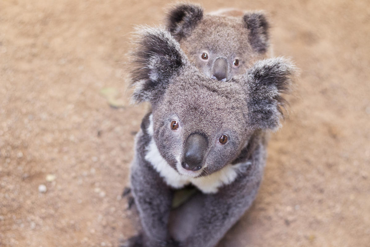 Koala and joey