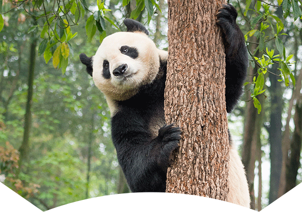 giant panda in tree; recycled plastic backpack with WWF logo