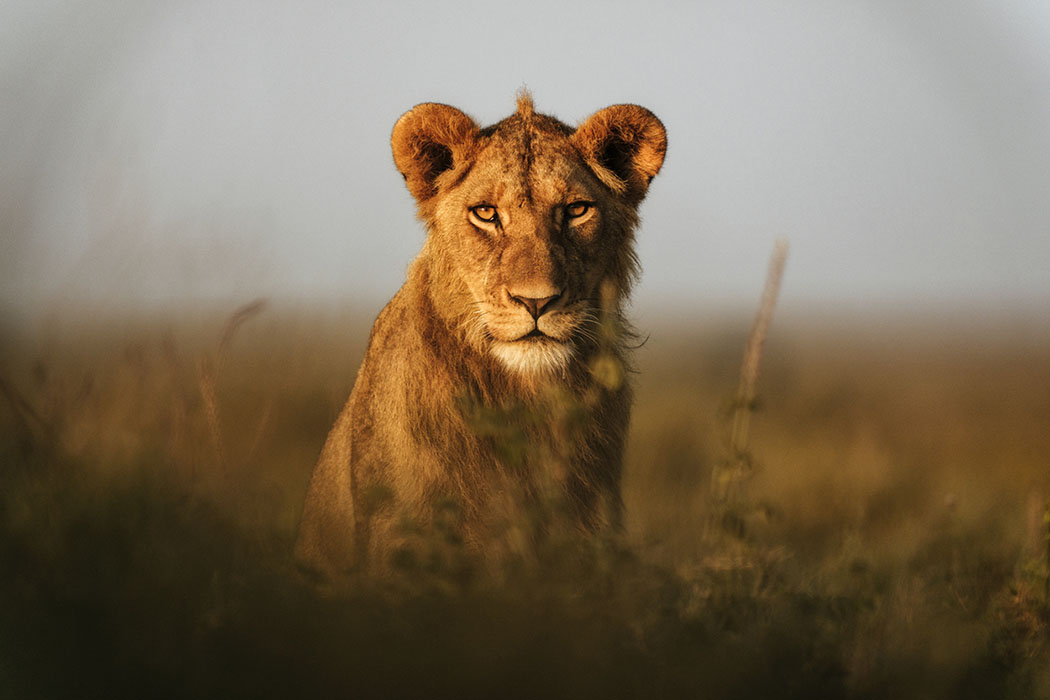 Lion