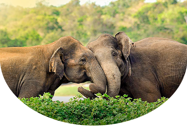 Two young Asian elephants nuzzling in Yala National Park, Sri Lanka