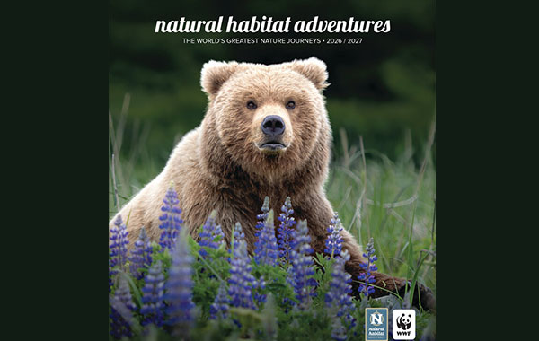 Grizzly bear standing behind purple flowers