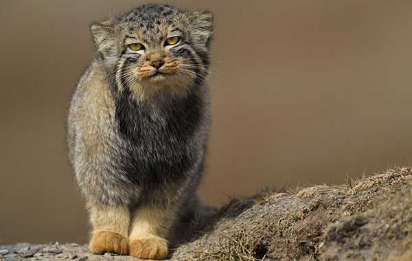 mystery furry animal looking at the camera