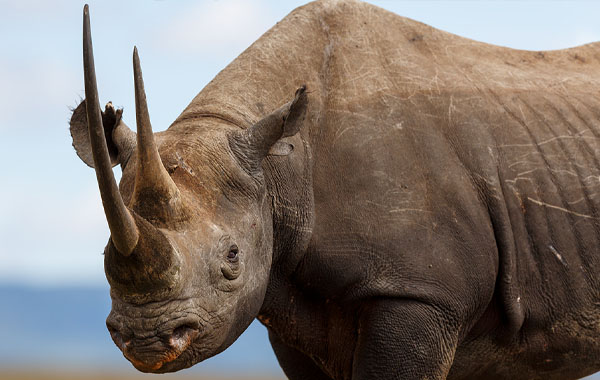 Black rhino