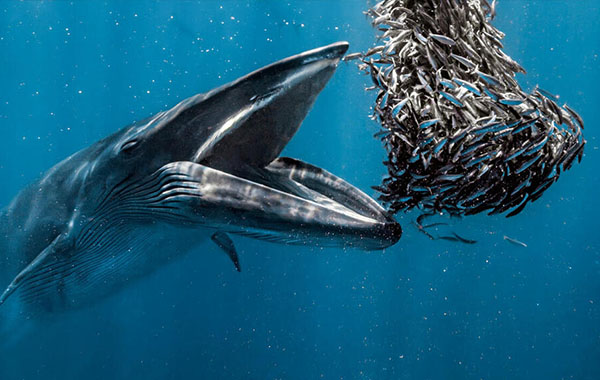 Blue whale opening mouth in front of a school of fish