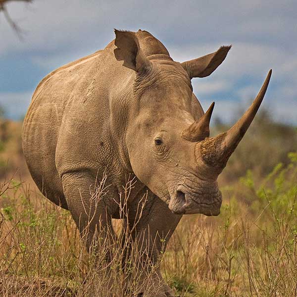 white rhino standing amid vegetation