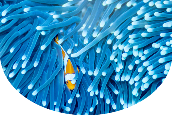 Clownfish in blue anemone