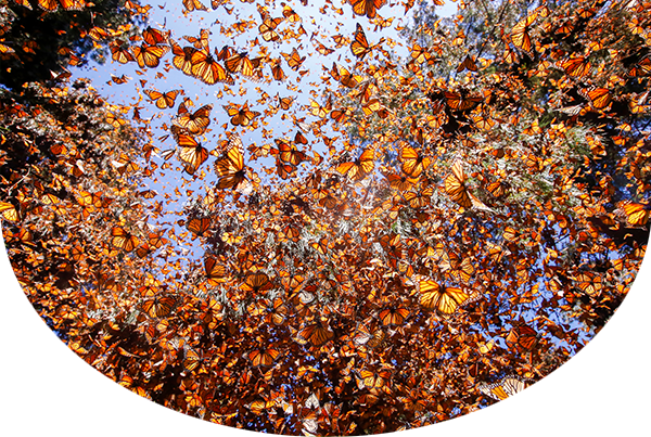 Monarch butterflies