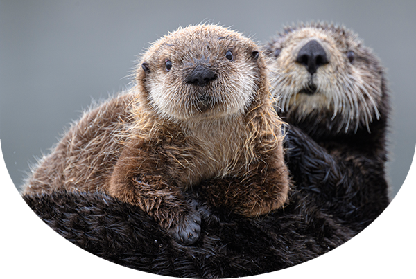 Adult sea otter and pup resting