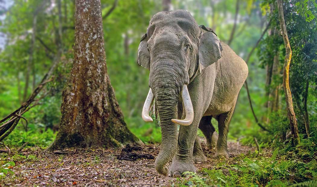 Asian elephant